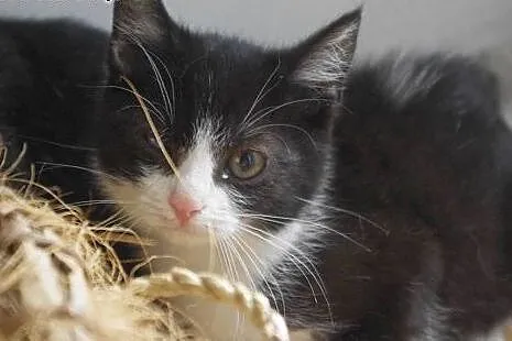 Półroczny kocurek Cookie adopcja,  śląskie Zabrze