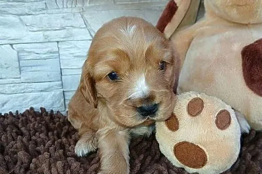 Śliczna sunia cocker spaniel Angielski