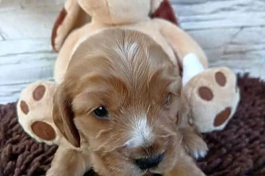 Śliczna sunia cocker spaniel Angielski, Łódzkie, Sieradz