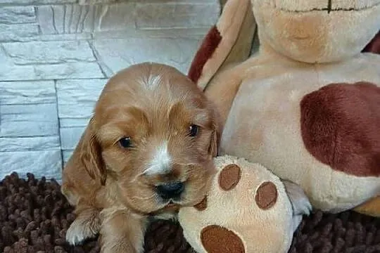 Śliczna sunia cocker spaniel Angielski, Łódzkie, Sieradz