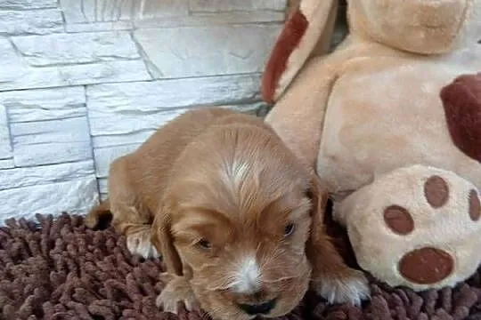 Śliczna sunia cocker spaniel Angielski, Łódzkie, Sieradz