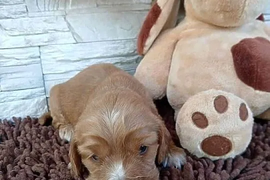 Śliczna sunia cocker spaniel Angielski, Łódzkie, Sieradz