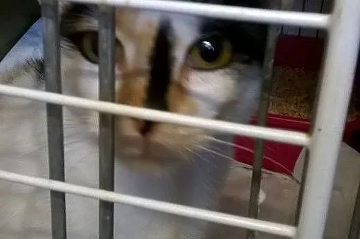 Ziuta z obciętym ogonkiem kochana piękna trikolork