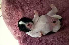 Suczka Shih-tzu