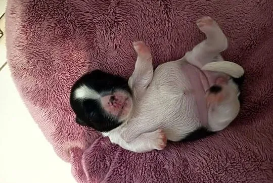 Suczka Shih-tzu
