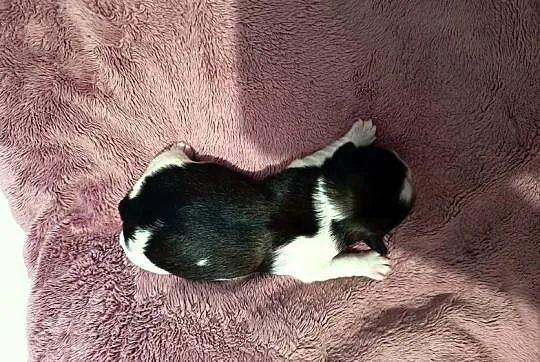 Suczka Shih-tzu, Małopolskie, Gorlice
