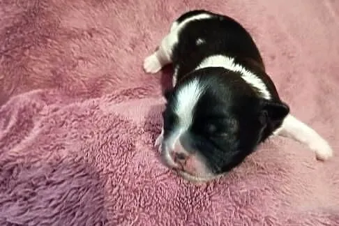 Suczka Shih-tzu, Małopolskie, Gorlice