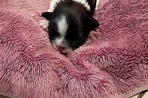 Suczka Shih-tzu, Małopolskie, Gorlice