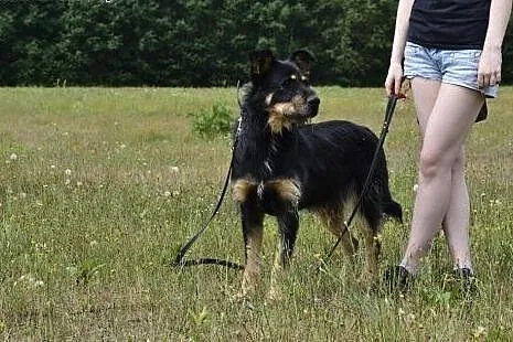 Bajkowy Scooby - rozwiąże każdy problem, wysłucha,