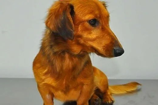 GUCIO - śliczny, roczny psiak w typie jamnika szuk