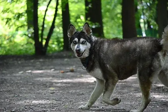 Niebieskooki przystojniak i dżentelmen John w typi