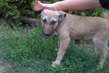 Dwa porzucone szczenięta, SZCZENIAKI pilnie szukaj