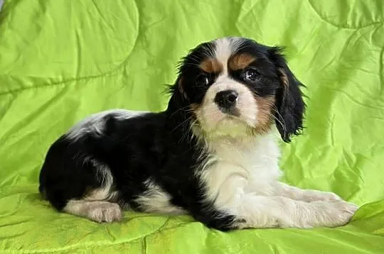 Cavalier King Charles Spaniel piesek