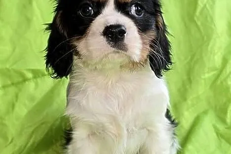 Cavalier King Charles Spaniel piesek, Małopolskie, Sułkowice