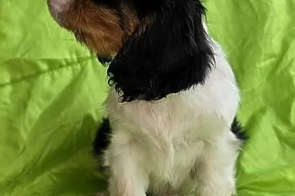 Cavalier King Charles Spaniel piesek, Małopolskie, Sułkowice