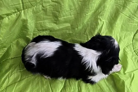 Cavalier King Charles Spaniel piesek, Małopolskie, Sułkowice
