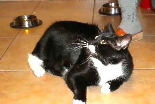Piękny Maciuś