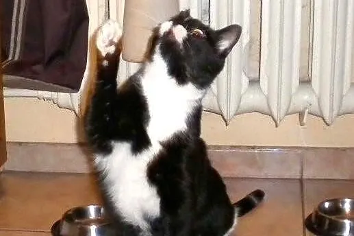 Piękny Maciuś