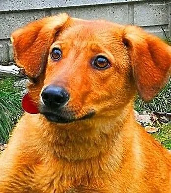 LAKI - roczny, delikatny i nieśmiały psiak; do adopcji, Łódzkie, Łódź