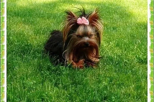 York, yorkshire terrier! Krycie.Mini REPRODUKTOR! 