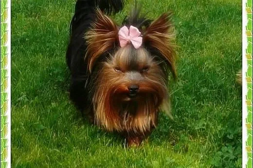 York, yorkshire terrier! Krycie.Mini REPRODUKTOR! 