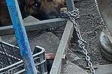 Everest - pies uratowany ze złomowiska, Nowy Dwór Mazowiecki