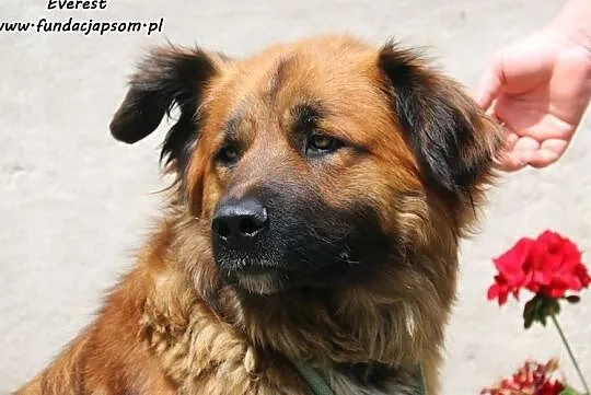 Everest - pies uratowany ze złomowiska, Nowy Dwór Mazowiecki