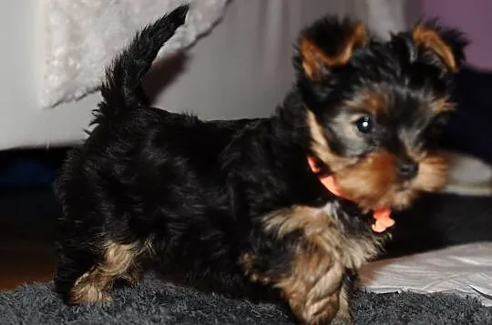 Yorkshire Terrier szczenieta z rodowodem FCI, Bydgoszcz