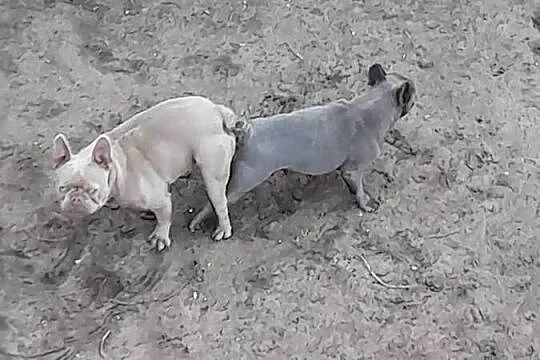 Buldog francuski reproduktor, Podlaskie, Augustów