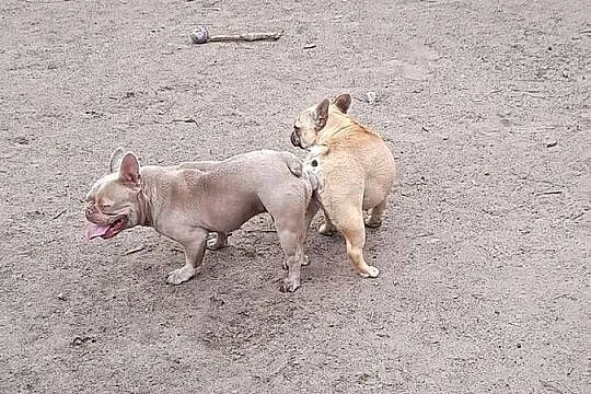 Buldog francuski reproduktor, Podlaskie, Augustów