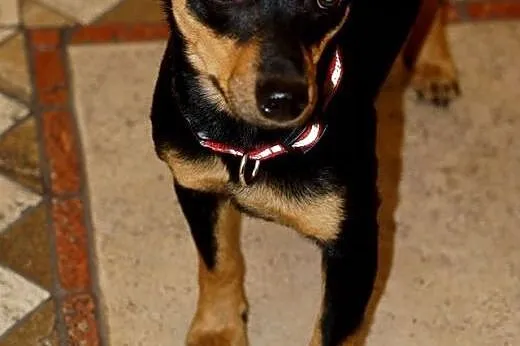 Malutka Fiona, 8 miesięczna sunia, spokojna grzecz
