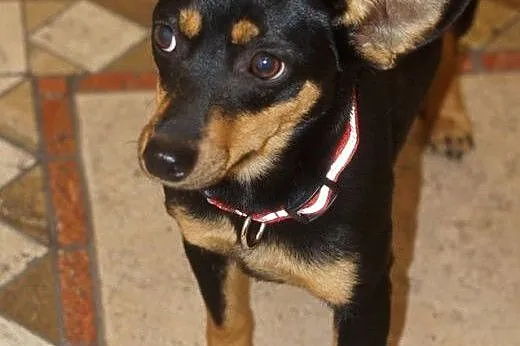 Malutka Fiona, 8 miesięczna sunia, spokojna grzecz