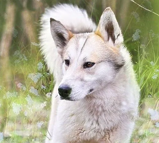 Freki, mieszaniec husky szuka domu, śląskie Dąbro
