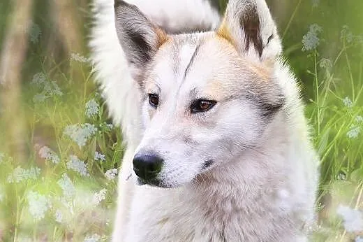 Freki, mieszaniec husky szuka domu,  śląskie Dąbro