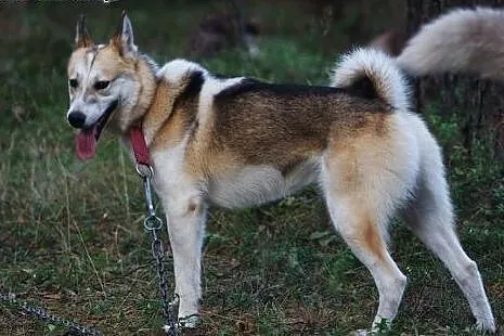 Freki, mieszaniec husky szuka domu,  śląskie Dąbro