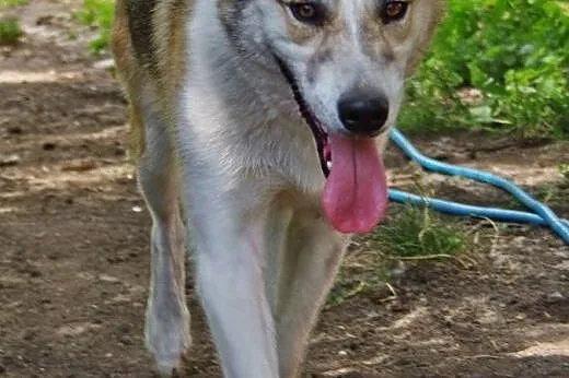 Freki, mieszaniec husky szuka domu,  śląskie Dąbro