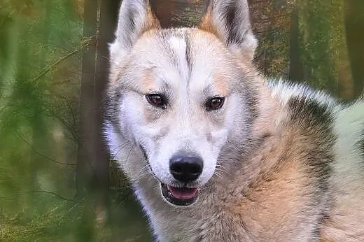 Freki, mieszaniec husky szuka domu,  śląskie Dąbro