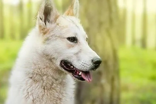 Freki, mieszaniec husky szuka domu,  śląskie Dąbro
