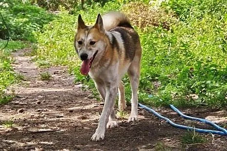 Freki, mieszaniec husky szuka domu,  śląskie Dąbro