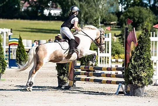 Sprzedam wybitnego kuca skokowego, , 