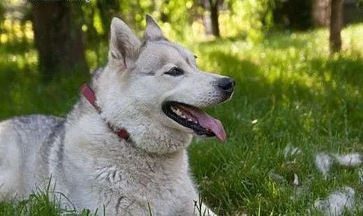 Agis, husky szuka domu, śląskie Sosnowiec