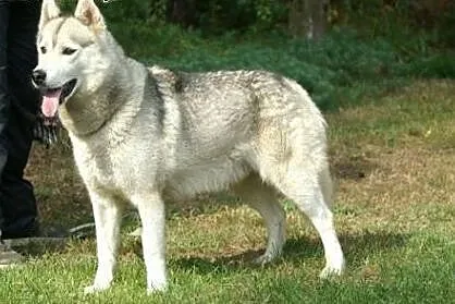 Agis, husky szuka domu,  śląskie Sosnowiec