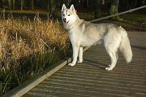 Agis, husky szuka domu,  śląskie Sosnowiec
