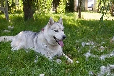 Agis, husky szuka domu,  śląskie Sosnowiec