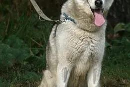 Agis, husky szuka domu,  śląskie Sosnowiec
