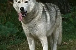 Agis, husky szuka domu,  śląskie Sosnowiec