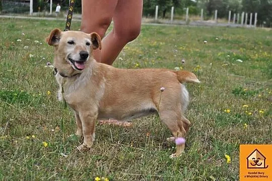 MALUTKA Elcia, radosna i grzeczna suczka szuka domu!