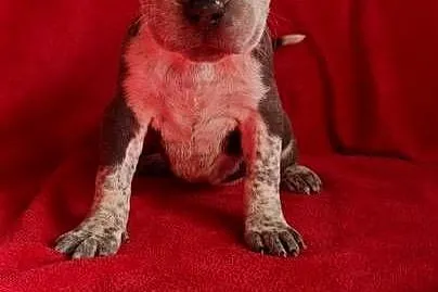 Suczka Blue Marle Amstaff