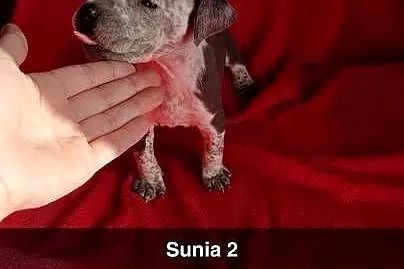Suczka Blue Marle Amstaff, Łódzkie, Radomsko