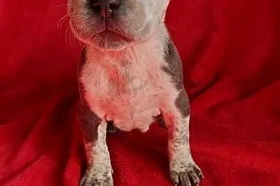 Suczka Blue Marle Amstaff, Łódzkie, Radomsko